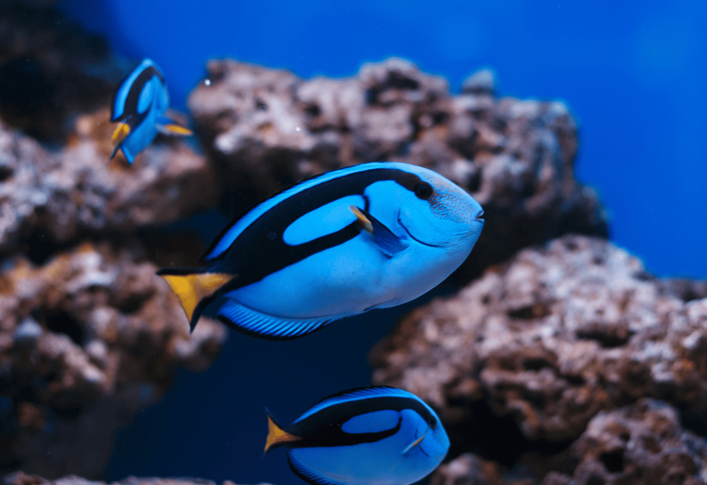 feeding blue hippo tang