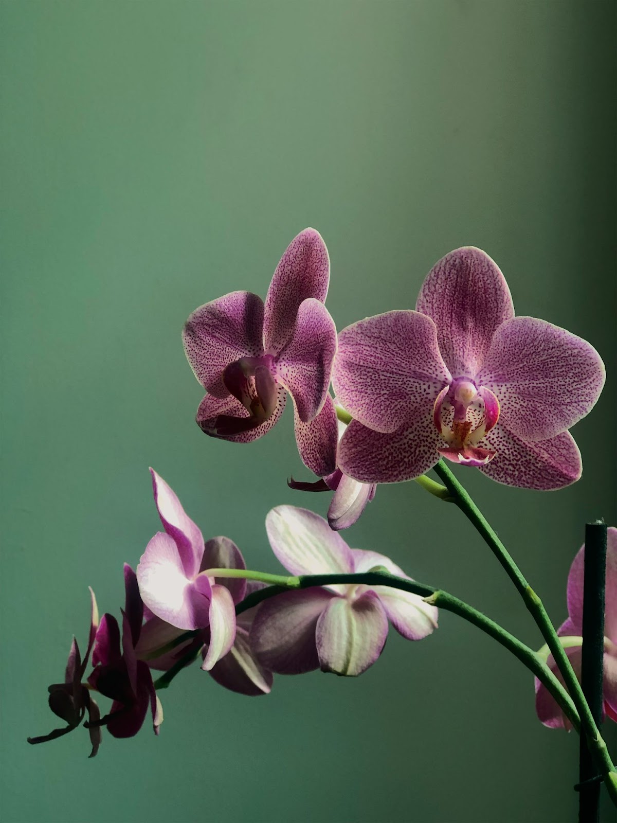 Yellow Leaves On Vanda Orchid