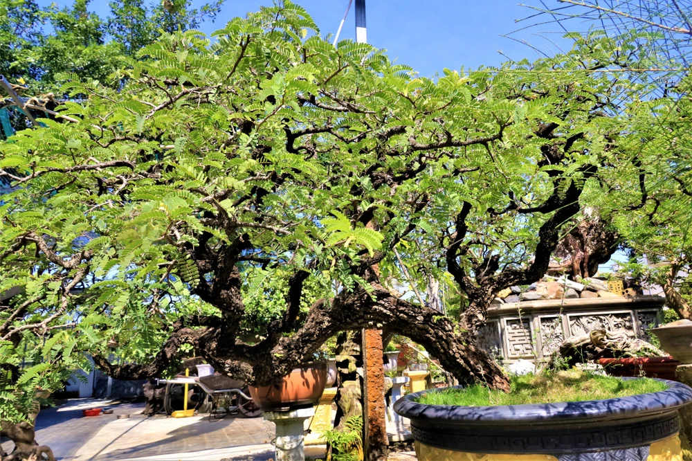 Cây bonsai cổ thụ