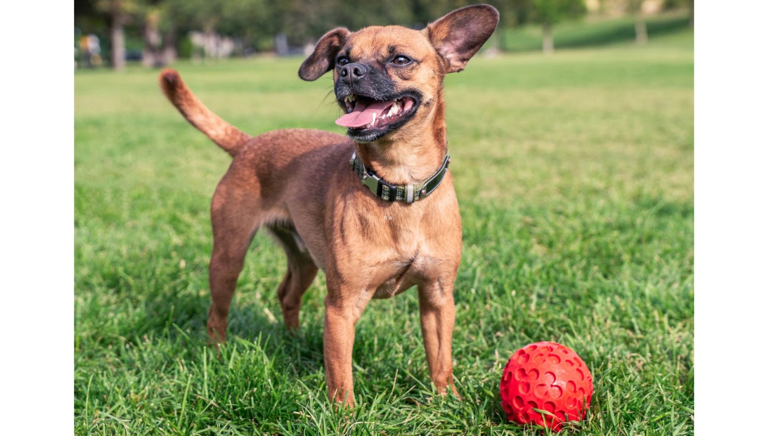close up of a chiweenie dog on a lawn standing next to red ball