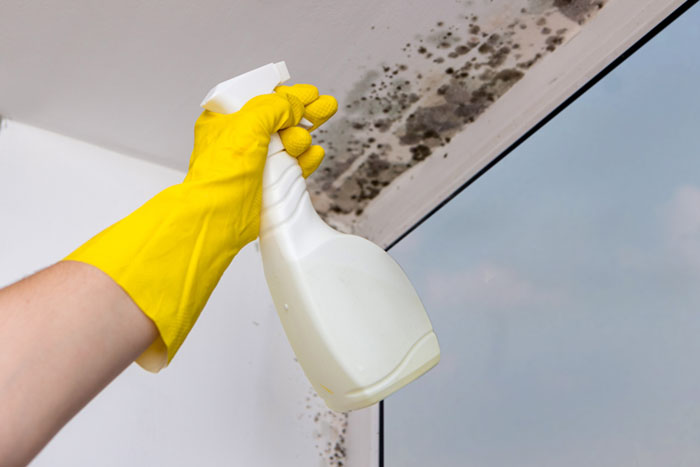 what kills mold