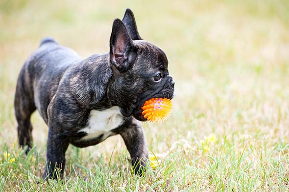 Benefit of French Bulldog: 5 Surprising Perks!