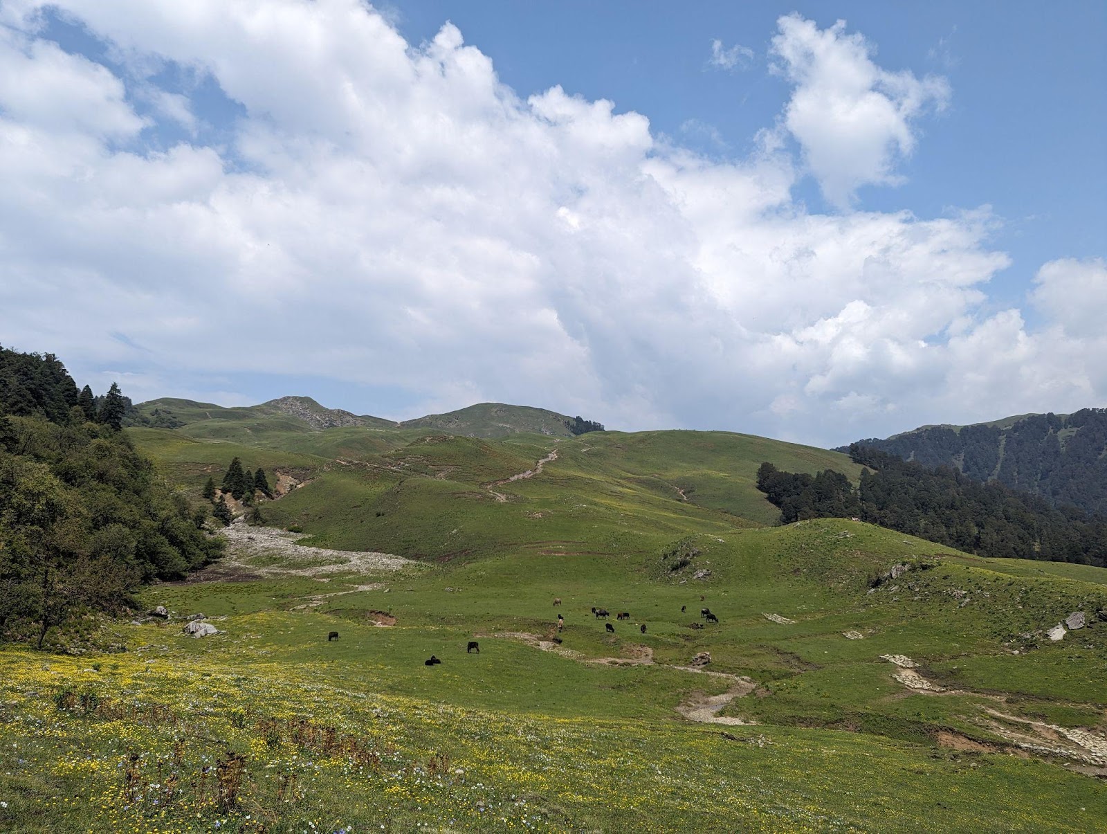 meadows of dayara bugyal