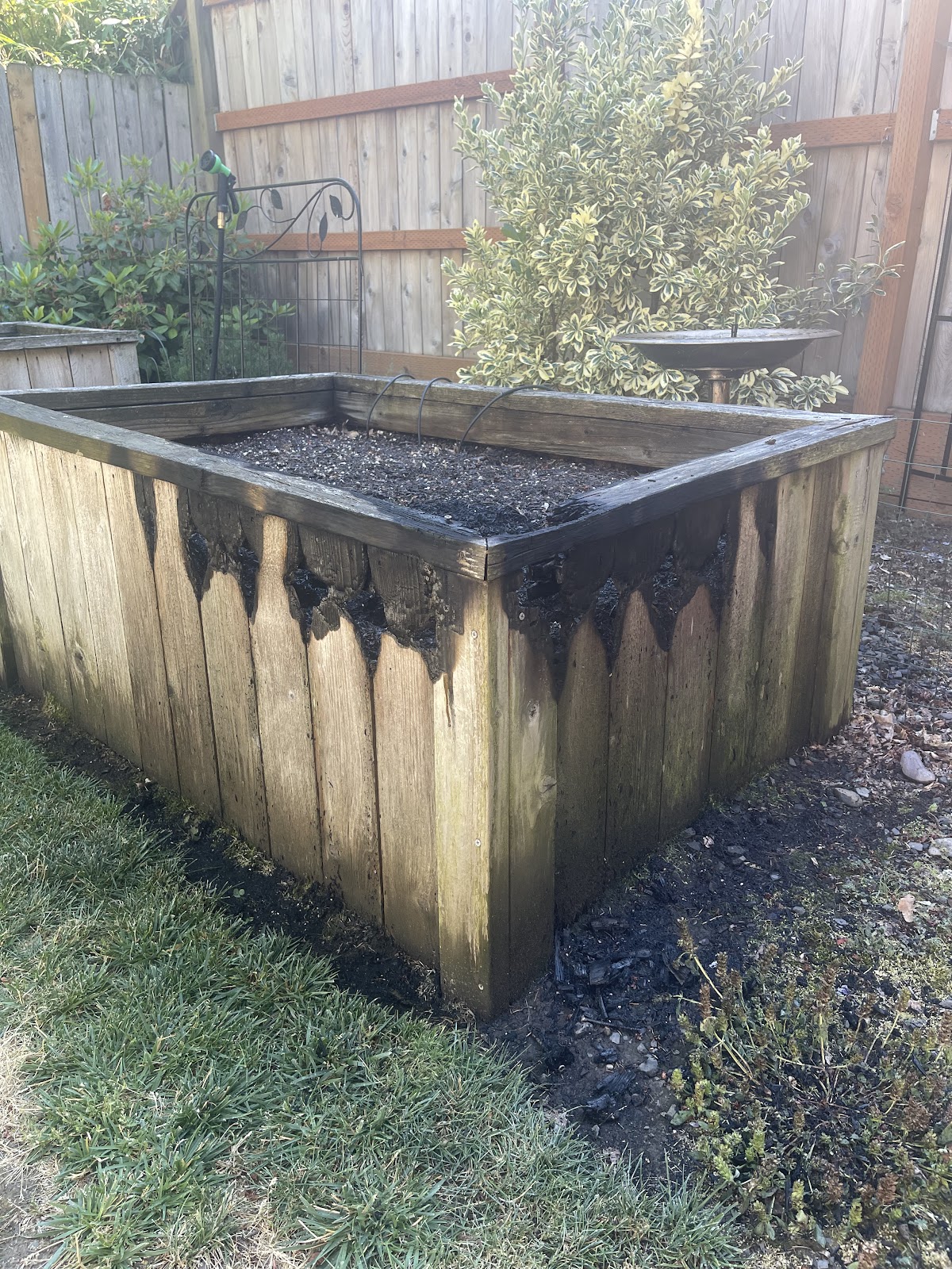 Photo of a charred wooden garden bed, surrounded by grass and a wooden fence behind it.