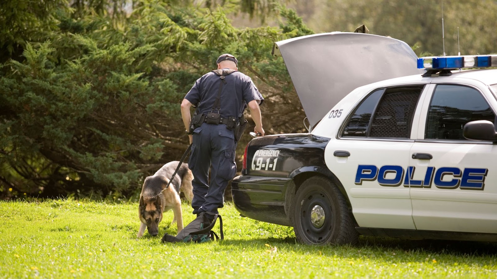 police K9 sniffing the ground behind a police car