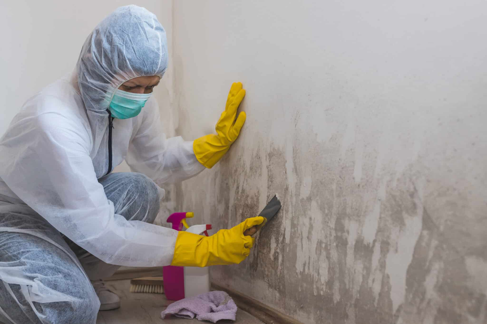 mold remediation