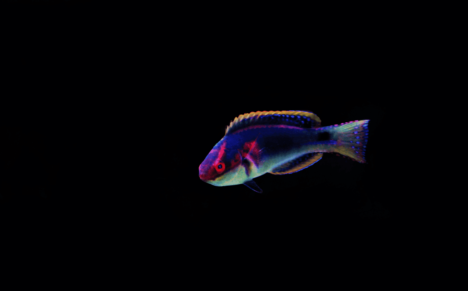 exquisite wrasse