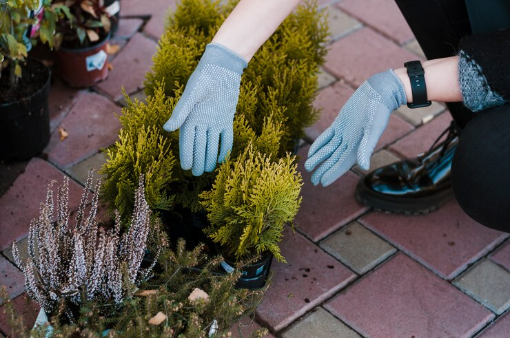 Curating Your Outdoor Space: Tips for a Beautiful and Thriving Yard