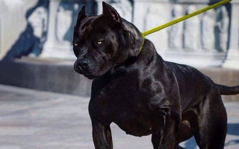 Black Pitbull