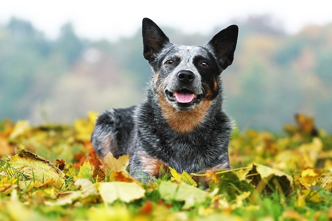 Perro boyero australiano