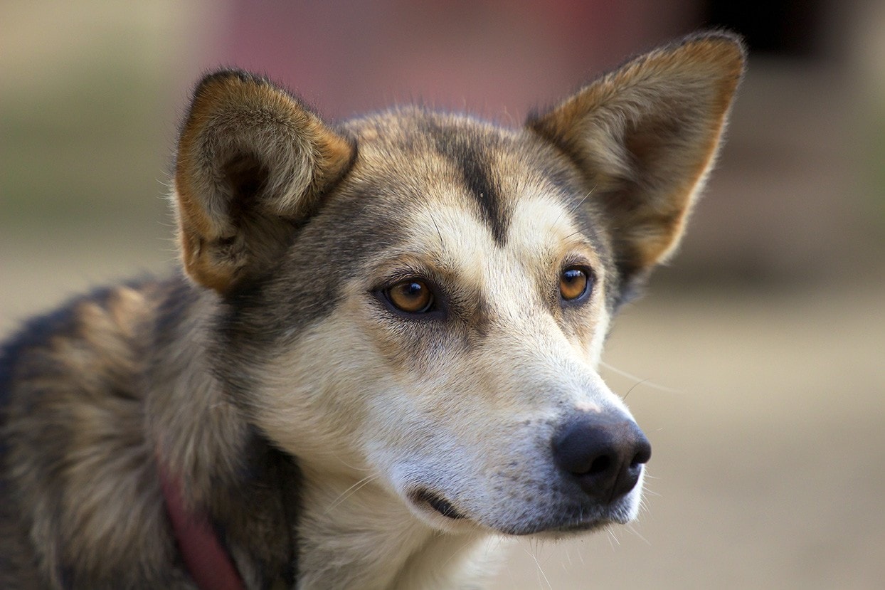 husky de alaska