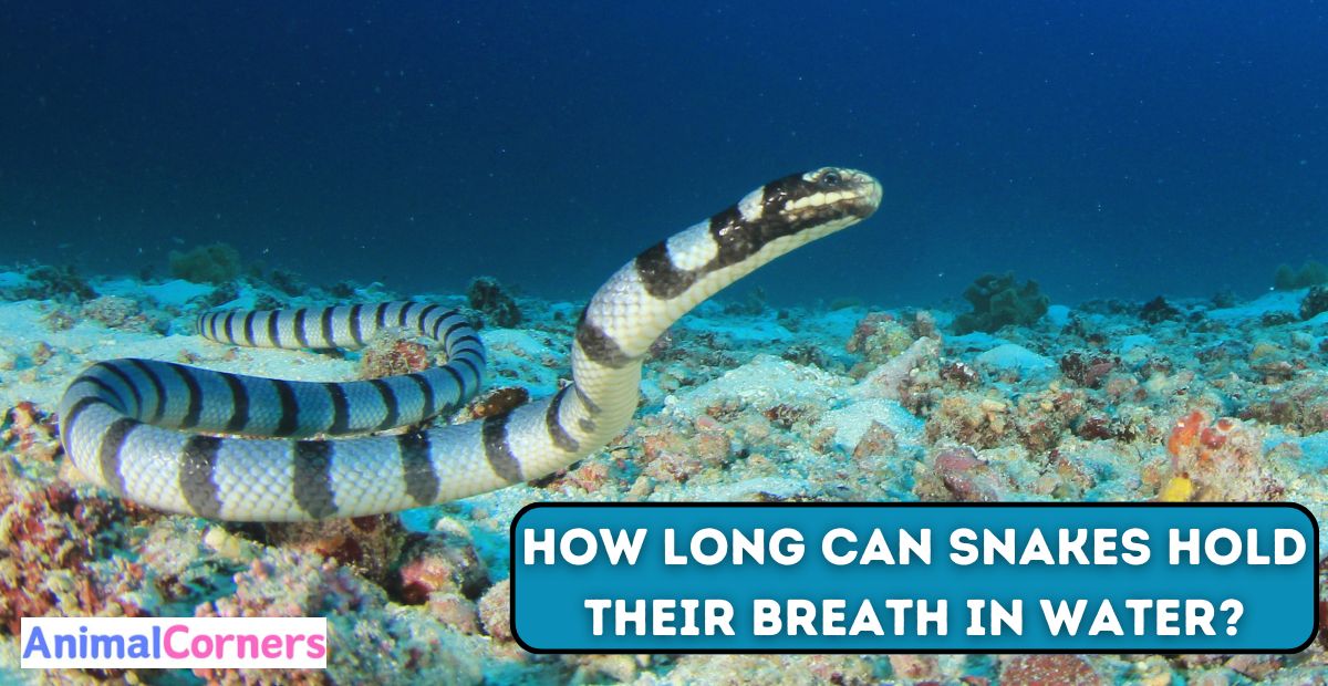 How Long Can Snakes Hold Their Breath in Water?