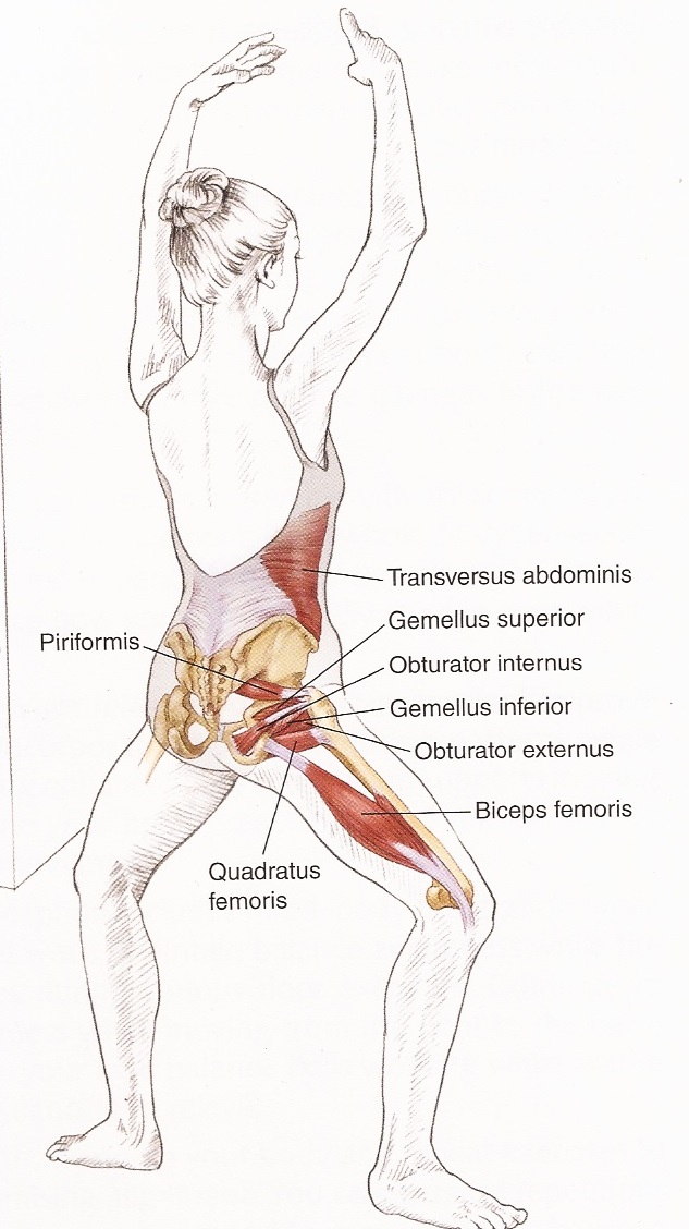 Muscle Use for a Plié