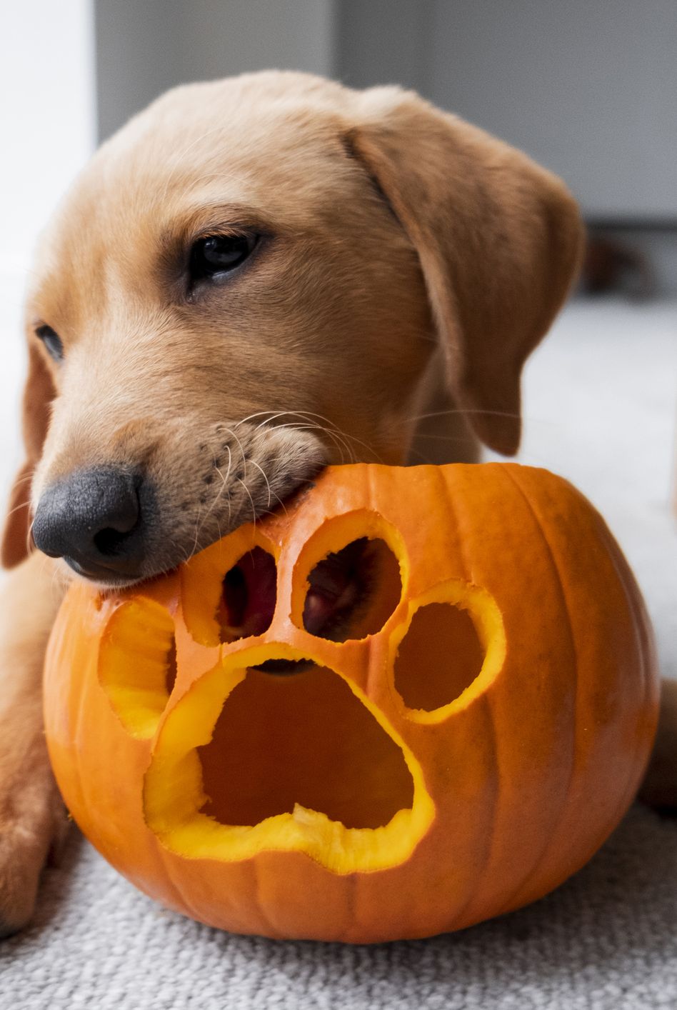 cute labrador puppy with his halloween pumpkin