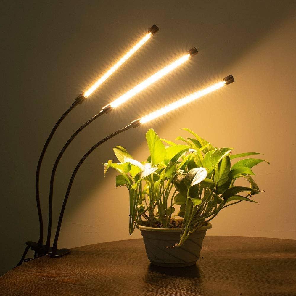 Indoor Plant under LED Light