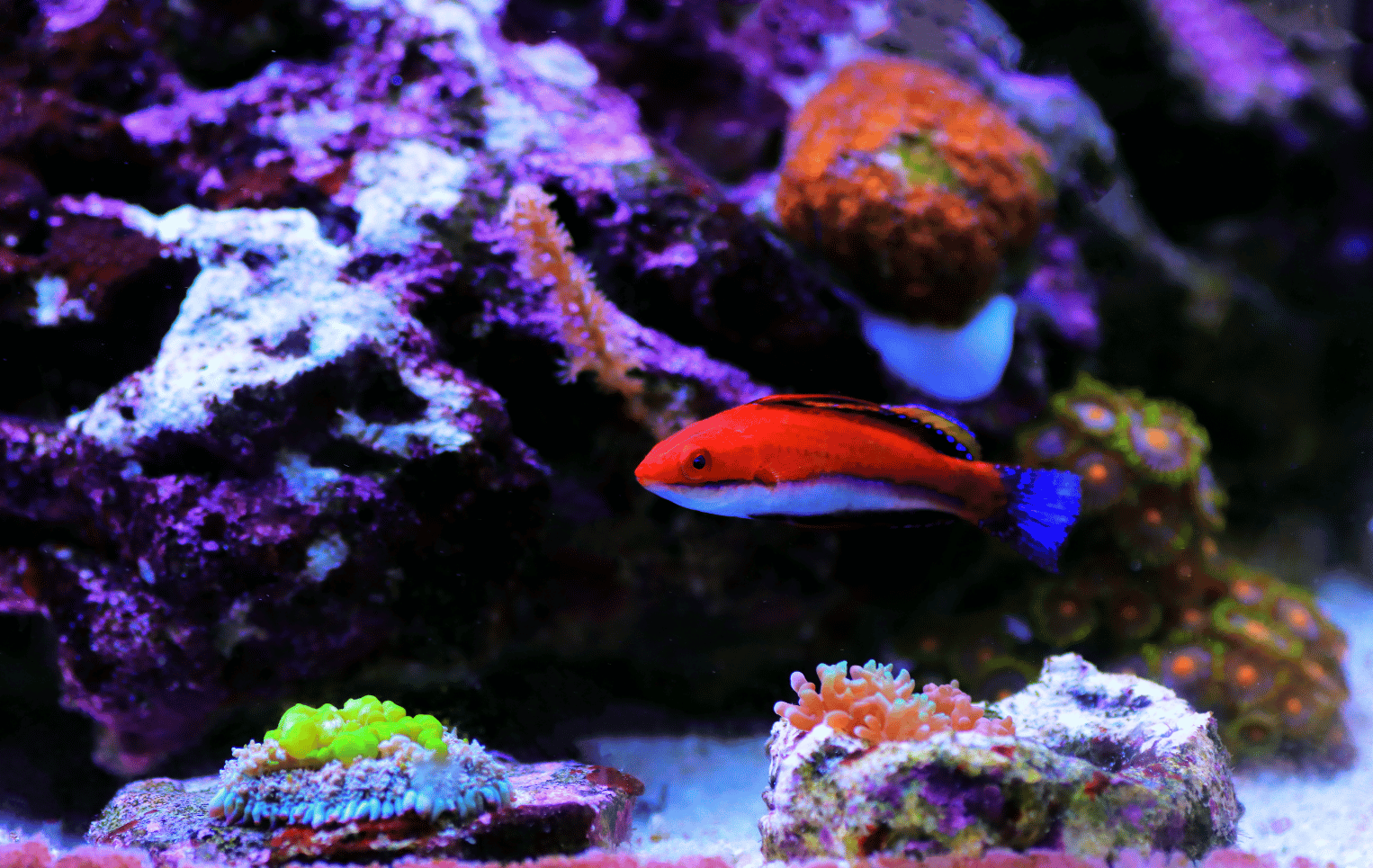 Carpenter Fairy Wrasse