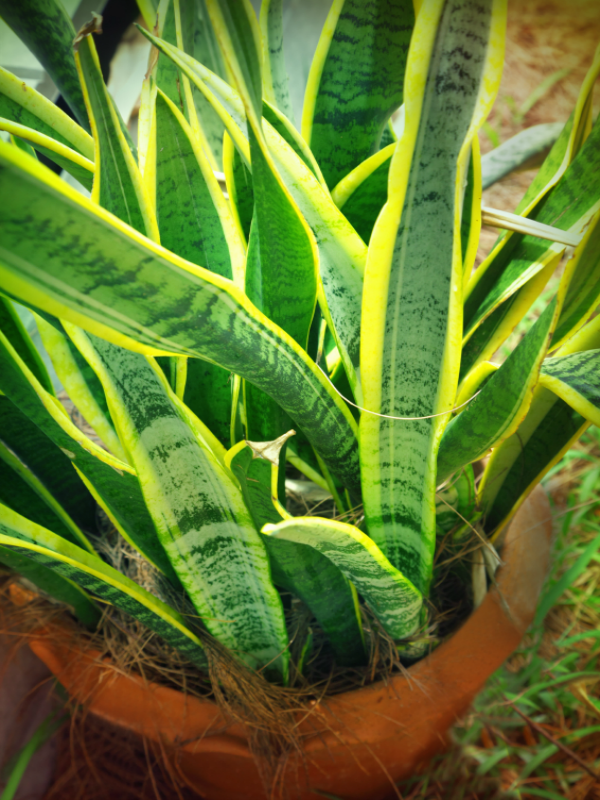 Plantas que crescem muito bem em quartos mais escuros, Sansevieria