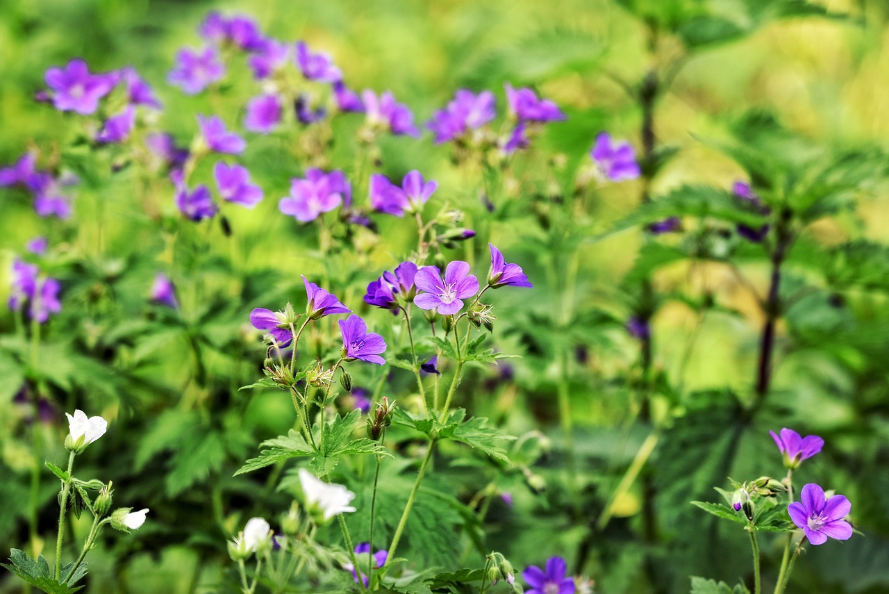 3. Géranium vivace (Geranium)