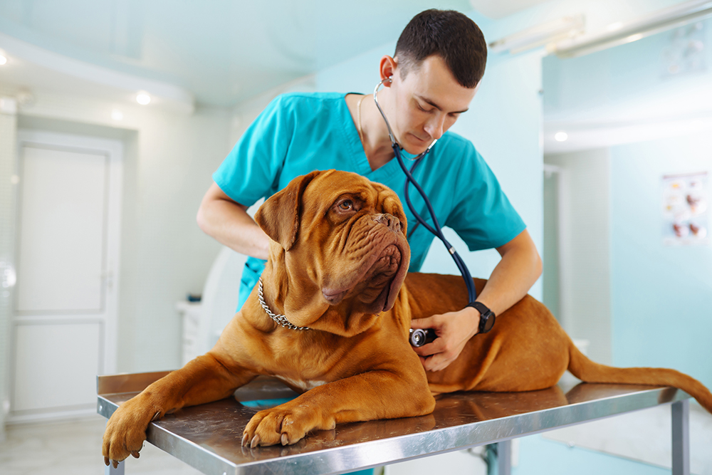 veterinario revisando a un perro dogo de burdeos