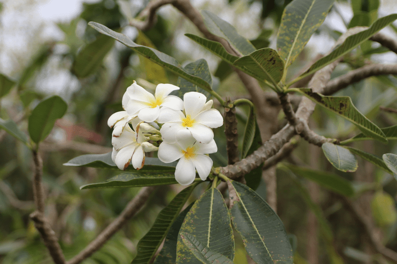 Cây sứ đại hoa trắng