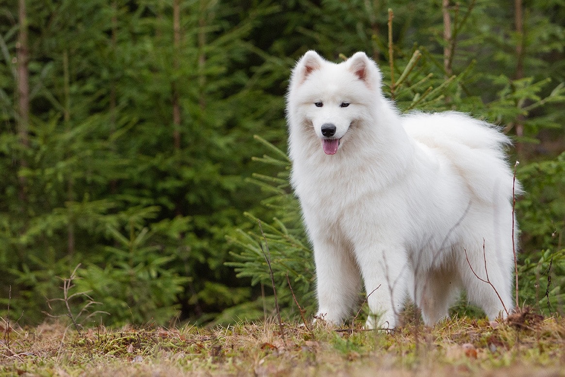 samoyed