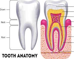 Image of Anatomi gigi dan mulut