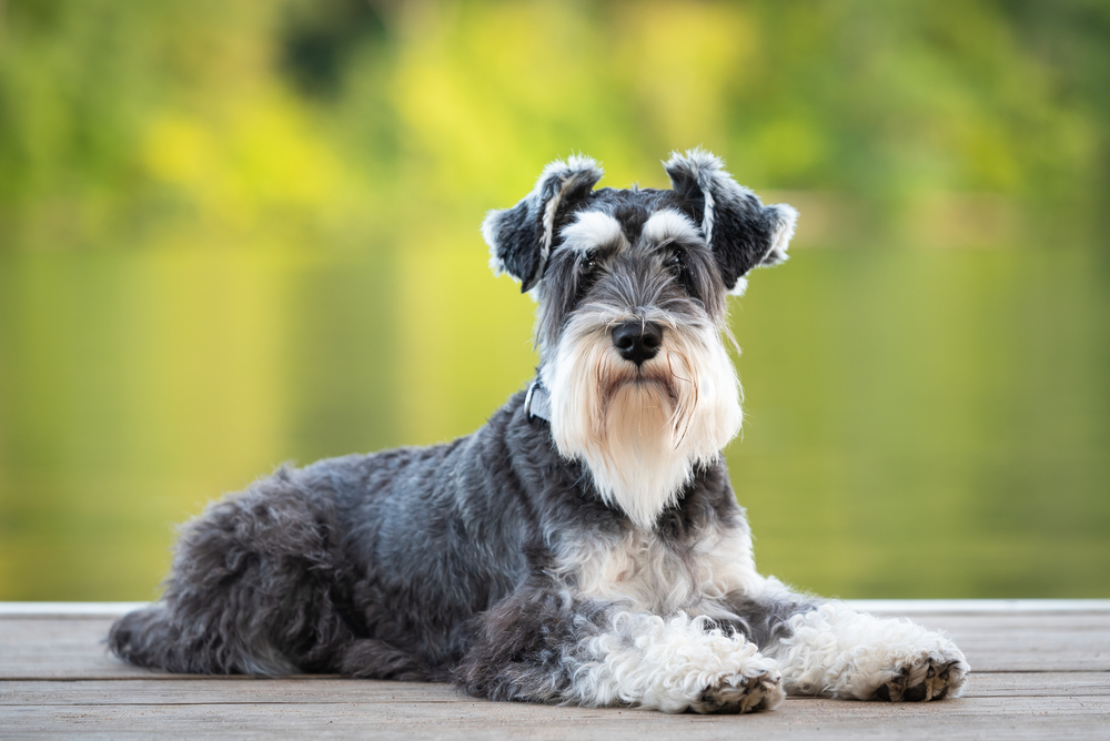 perro schnauzer miniatura sentado al aire libre