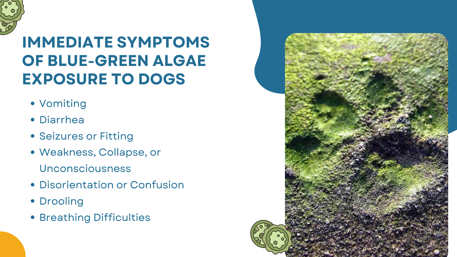 immediate symptoms of blue-green algae exposure in dogs