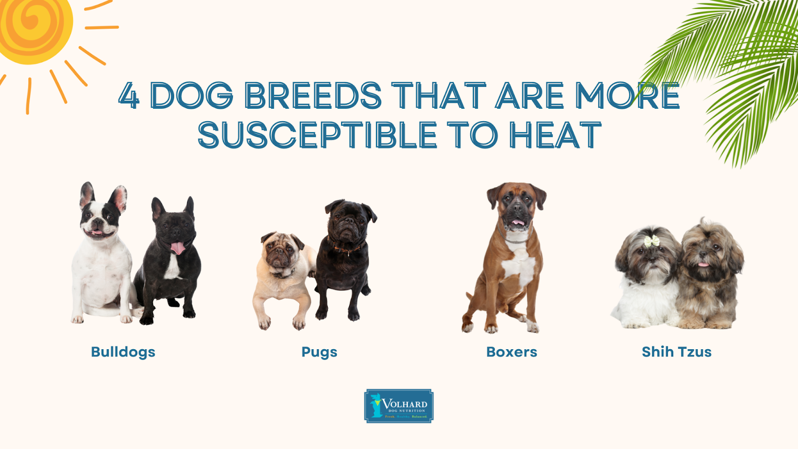 Dog breeds susceptible to heat