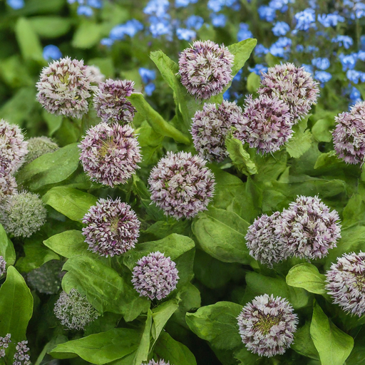 Conclusion: Unveiling a Fairytale Garden with Milkwort Magic