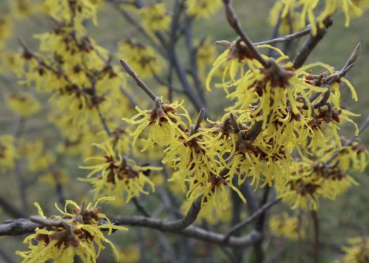 Hammamélis (Hamamelis spp.) 