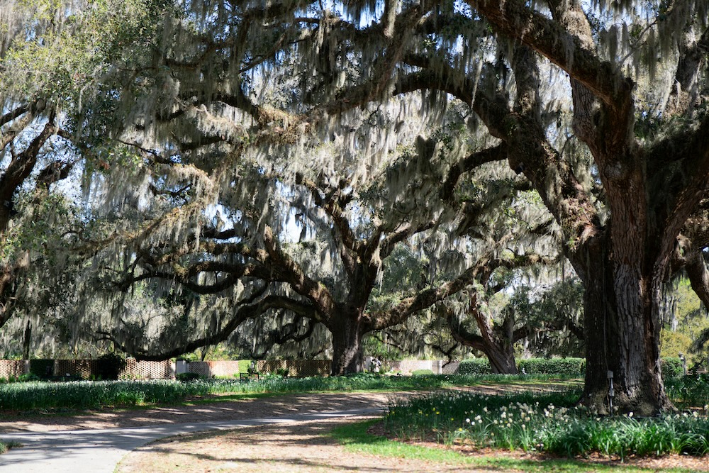 Oak tree in Brookgreen Gardens at Murrells Inlet