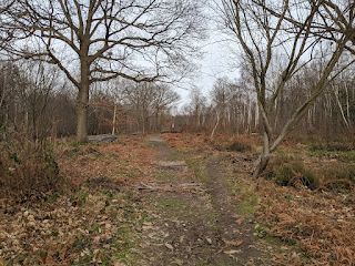 a wide path through wooden in autumn