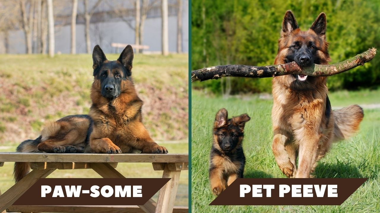 Left: Single german shepherd dog ; Right: Two german shepherd dogs