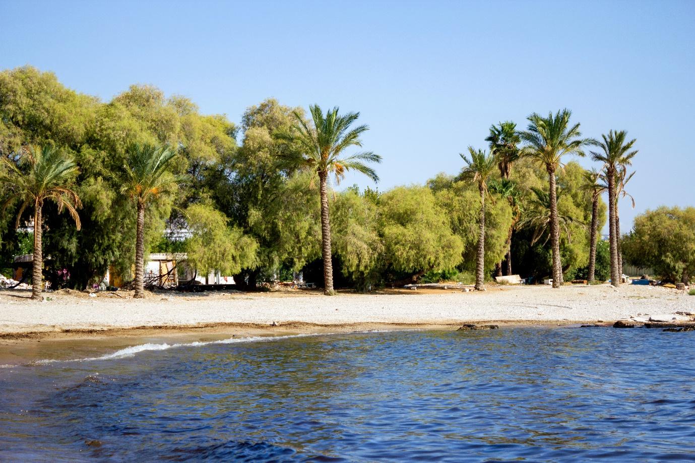 A beach with palm trees and water

Description automatically generated