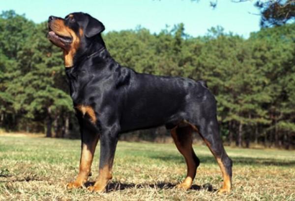 Most expensive dogs, rottweiler