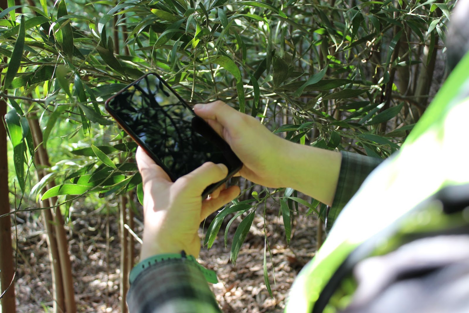 Person wearing a watch holding a phone next to trees. 