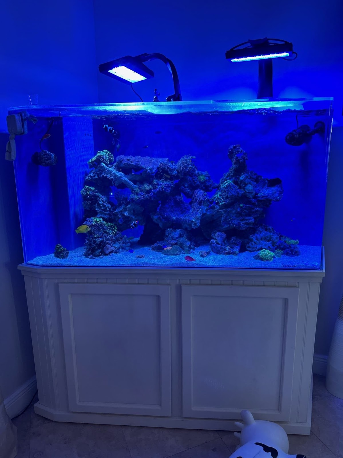 reef aquarium