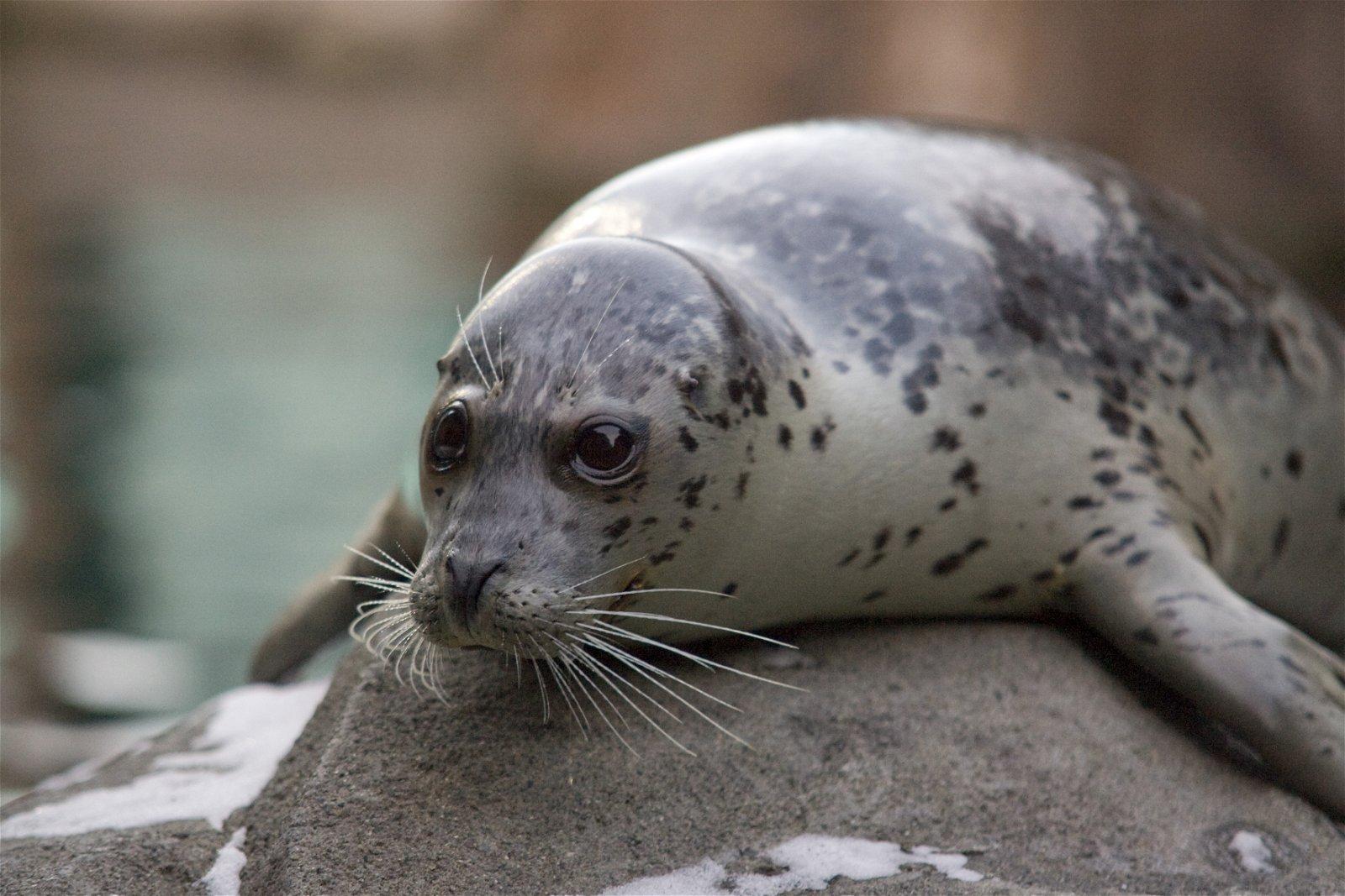 Seals