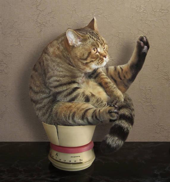 A cat sitting in a broken cup

Description automatically generated