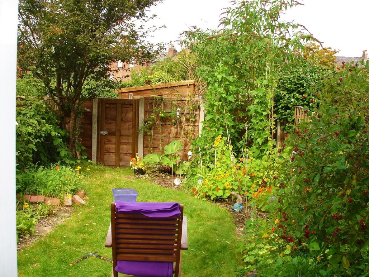 Our back garden, with our Buddleia (also know as butterfly bush) and Honeysuckle shrubs