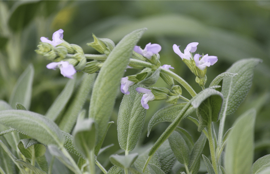 31 impressionantes plantas tolerantes à seca que você precisa para o seu jardim