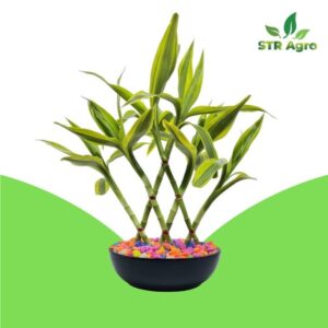 Best Indoor Plants Price in Bangladesh: Affordable Choices