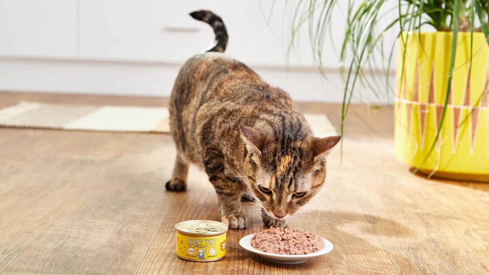 Cat eating grains from plate