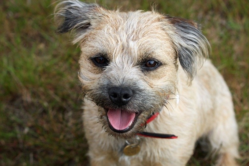 primer plano border terrier