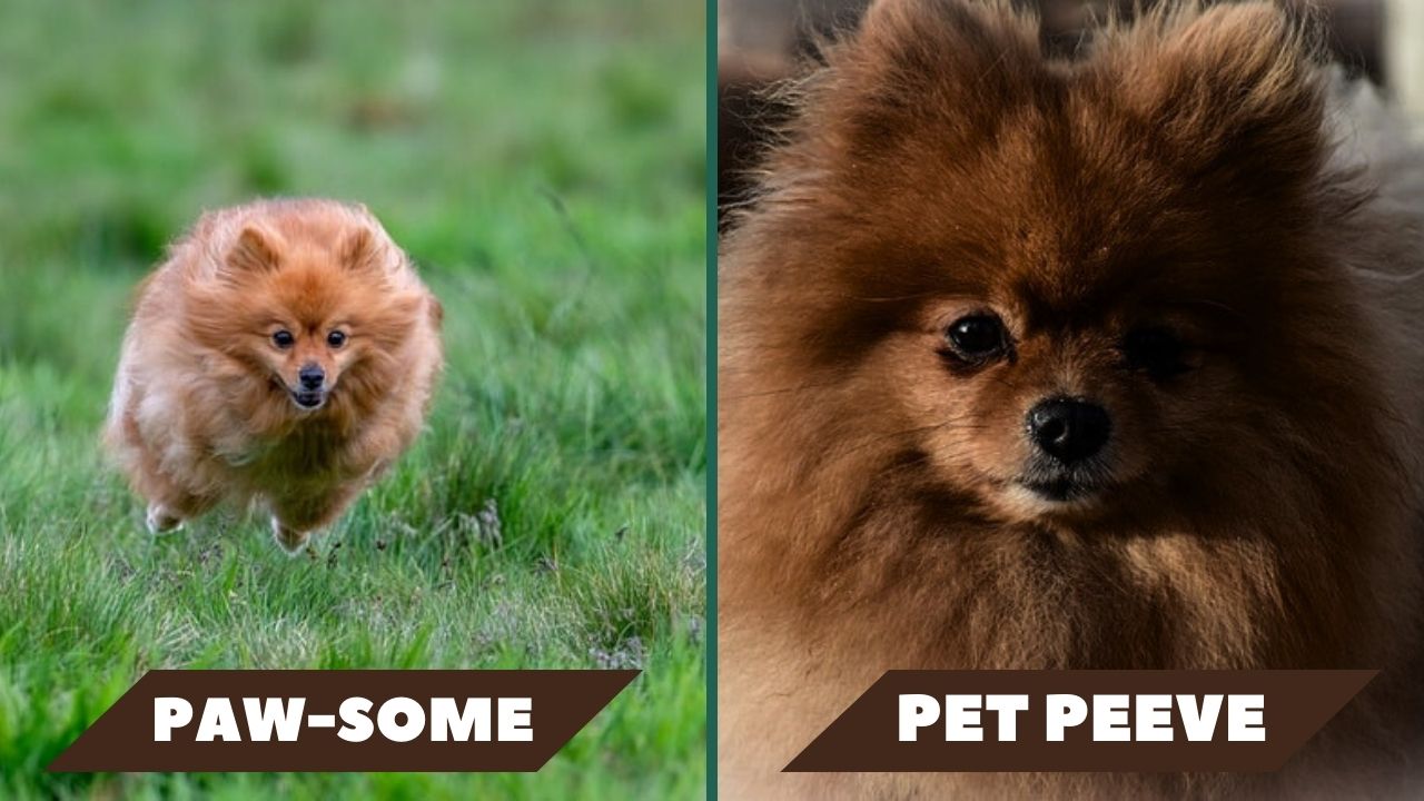 Left: photo of pomeranian dog leaping ; Right: photo of a pomeranian dog sitting still in darkness