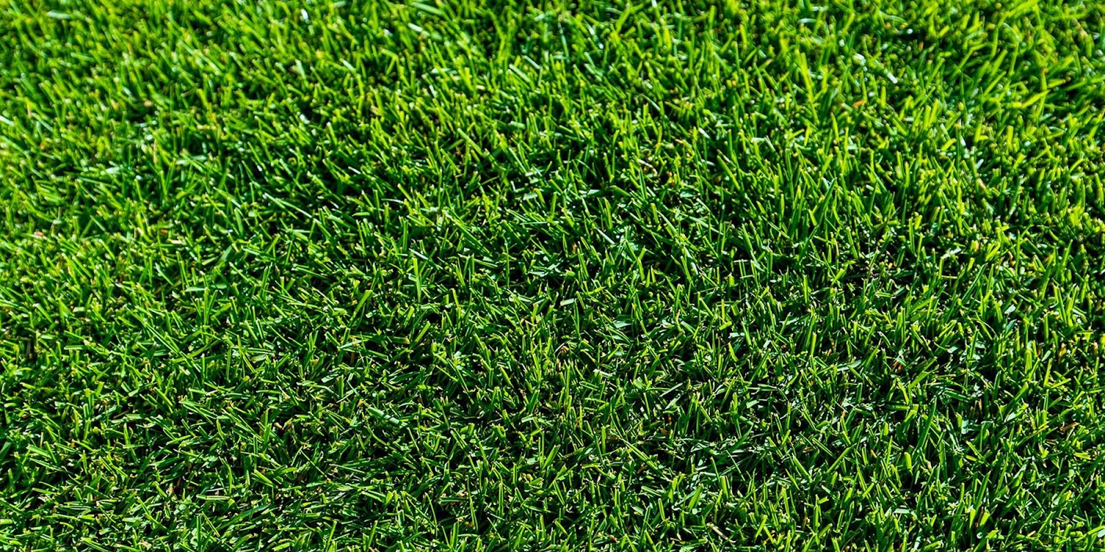 close-up-bermuda-grass