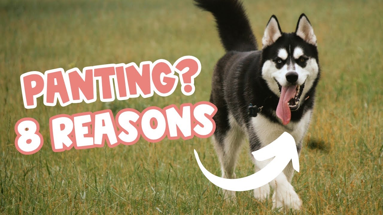 Responding To Your Husky's Panting Messages