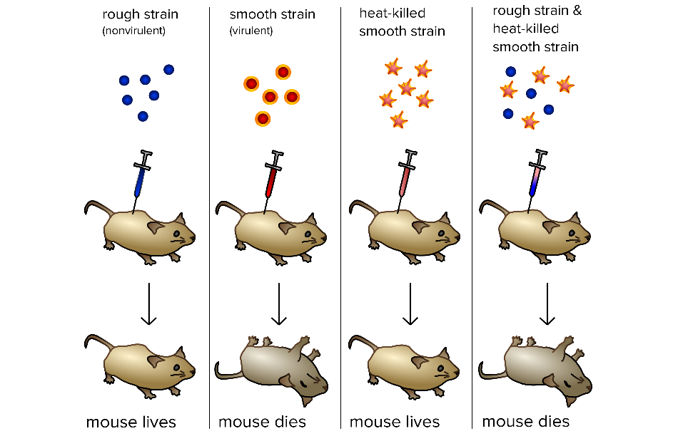 Classic experiments: DNA as the genetic material (article) | Khan Academy