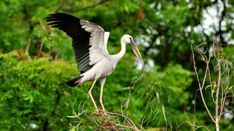 kumarakom Bird Sanctuary